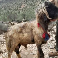 قوچ شهرکردی