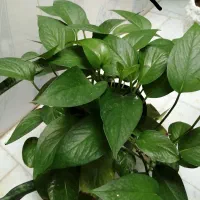 گل و گیاه|گل و گیاه طبیعی|سبزوار, جنت|دیوار