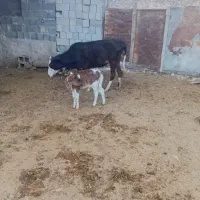 دام زنده|حیوانات مزرعه|فلارد, |دیوار