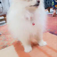 سگ پامر|سگ|کرمان, |دیوار