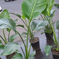 نیکولای (پرنده بهشتی گل سفید) یک و نیم متری