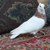 طوقی نر|پرنده|آبپخش, |دیوار