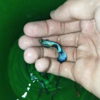 انواع ماهی های آکواریومی