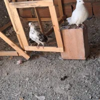 ماده سوسکی گم کردم