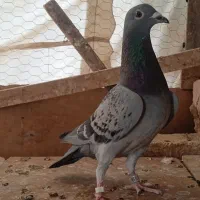 کبوتر پلاکی