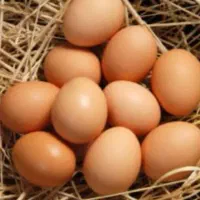 تخم مرغ طبیعی تازه ۱۷ تومن