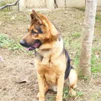 واگذاری ژرمن نر اصیل نگهبان