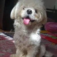 شیتزو وایت واگذاری به شرط