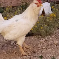 خروس گلین