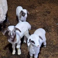 سه تابره ..دوتا نر یکی ماده بفروش میرسد|حیوانات مزرعه|حویق, |دیوار