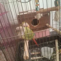 گرین چیک و عروسی هلندی|پرنده|خوی, |دیوار