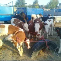 فروش ویژه گوساله سیمینتال ارسال به کل کشور