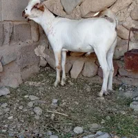 کهره نر|حیوانات مزرعه|خمیر, |دیوار