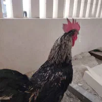 فروش یک عدد خروس جوان وآماده جهت جفت گیری
