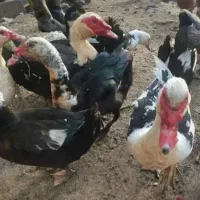 اوردک روسی غوقازاکراینی اردک پروازی