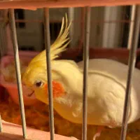 خانواده ۵نفره عروس هلندی|پرنده|تاکستان, |دیوار