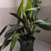 فروش گل طبیعی