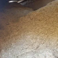 کاه  کمباین کوب گندم