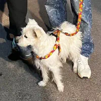 سگ پیدا شده