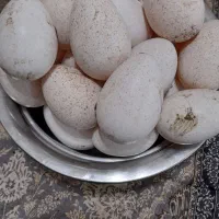 تخم بوقلمون ندفه دار برنز فقط ۶۰هزار تومان