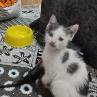 واگذاری بچه گربه|گربه|لنگرود, |دیوار