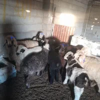 فروش چهارراس بره ماده سبک وزن