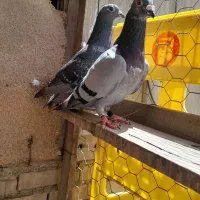 کبوتر کویت 2025