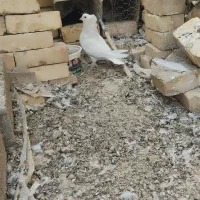 کبوتر نر  تزئینی سفید پاپر فری نامبر وان