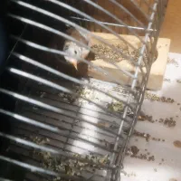 قناری پرتغالی معاوضه|پرنده|شیراز, گلشن|دیوار