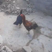 مرغ وخروس لاری|حیوانات مزرعه|آزادشهر, |دیوار