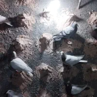 کفتر پرشی به شرط|پرنده|عطاملک, |دیوار