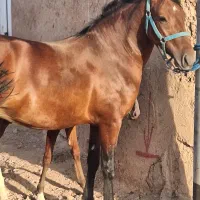 مادیان کورد  و کره نریان کرد|اسب و تجهیزات اسبسواری|میبد, |دیوار