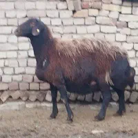 میش هترو جوان