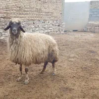 گوسفند سنجابی