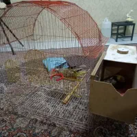 ۳ عروس هلندی با ۳تخم|پرنده|تبریز, |دیوار