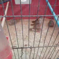 فنچ|پرنده|خرمآباد, |دیوار