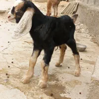 بزغاله شیری