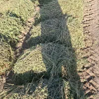 علف|لوازم جانبی حیوانات|قره قوین, |دیوار
