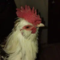 خروس گلین|حیوانات مزرعه|شاهینشهر, شهرک گلدیس|دیوار