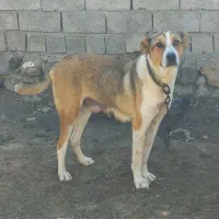 یک ماده عدد بفرش میرست نبودنه جا