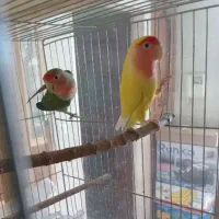 یک جفت طوطی برزیلی مولد|پرنده|بهار, |دیوار