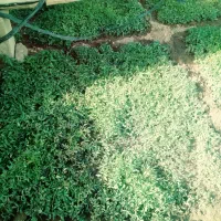 گوجه|گل و گیاه طبیعی|اسدآباد, |دیوار