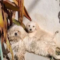 سگ پاکوتاه...