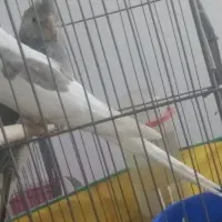 دو عدد عروس هلندی|پرنده|جوانرود, |دیوار