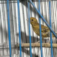 پرنده|پرنده|خمینی‌شهر, |دیوار