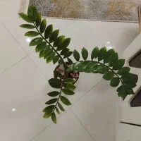 گل طبیعی زاموفیلیا