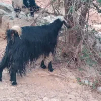 دوتا بز سالم وخوش خوراک|حیوانات مزرعه|مسجد سلیمان, |دیوار