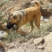 سگ گمشده|سگ|تایباد, |دیوار