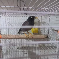مرغ مینا سخنگو