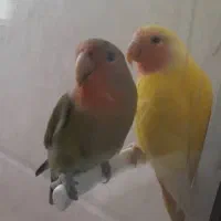 طوطی برزیلی